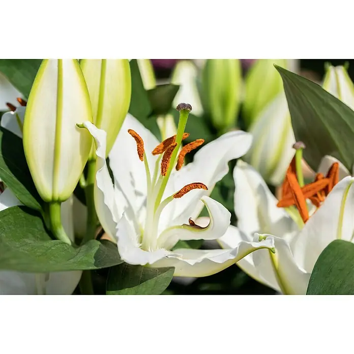 Piardino Lilie - Lilium Oriental 'Stargazer', Blütezeit: August - Oktober, Blütenfarbe: Sortenabhängig - Detailaufnahme