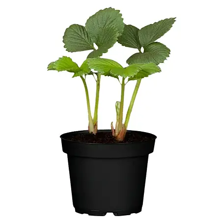 Piardino  Fresas