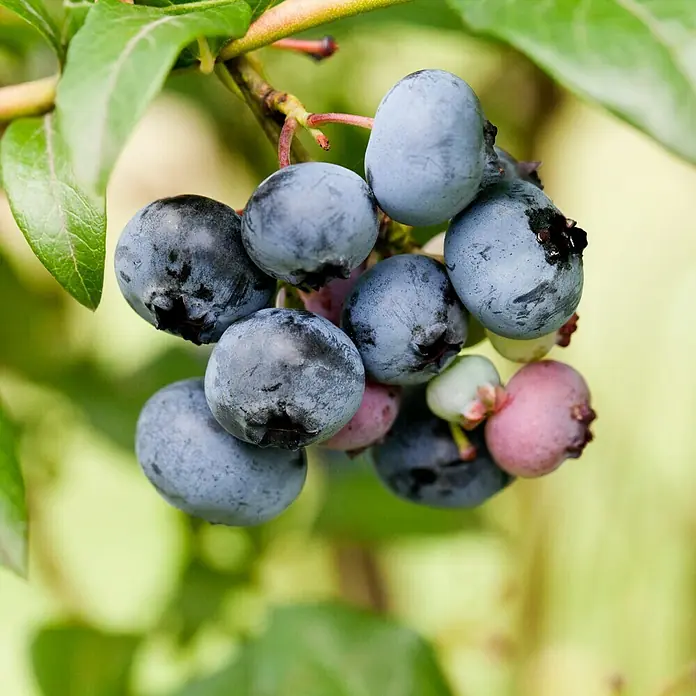 Piardino Heidelbeere Brigitta Blue - Vaccinium corymbosum, Erntezeit: Juli - September - Detailaufnahme