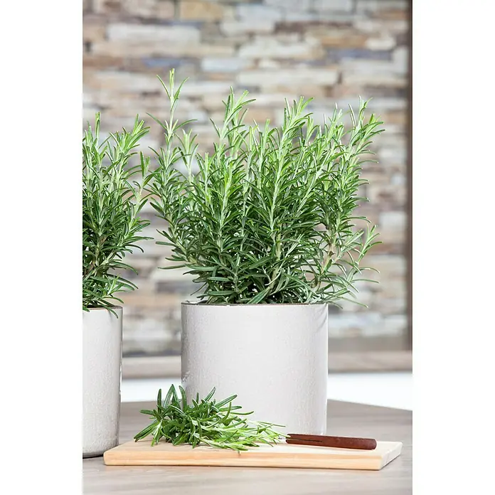 Piardino Rosmarin - Rosmarinus officinalis - Stimmungsaufnahme