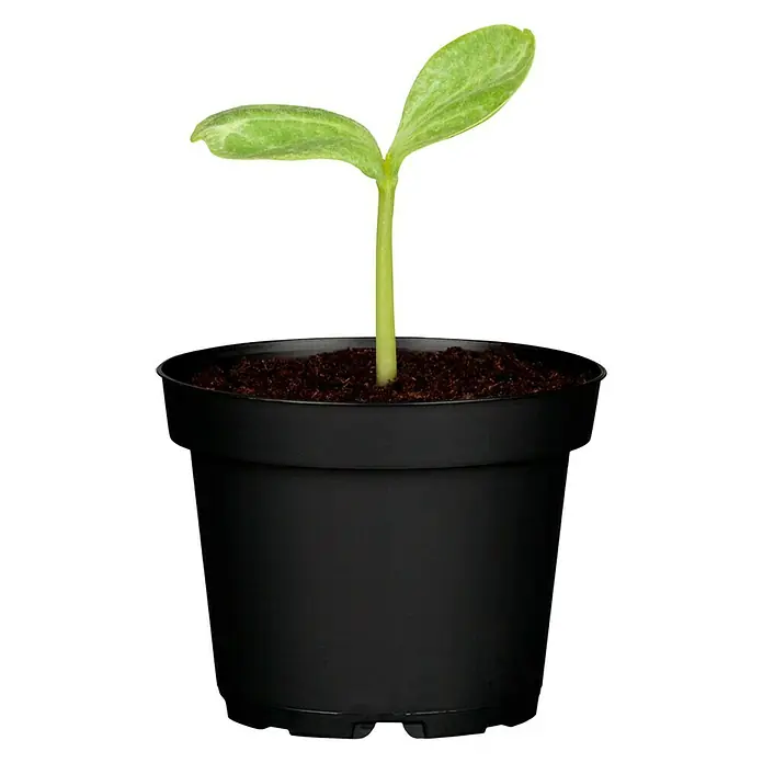 Piardino Riesen-Kürbis - Cucurbita maxima 'Uchiki Kuri', 10,5 cm, Erntezeit: August - Oktober - Vorderansicht