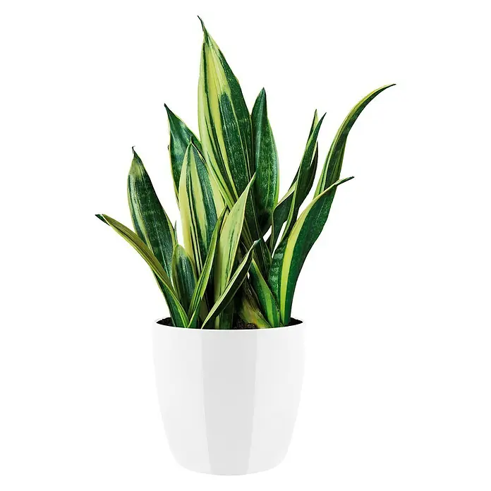 Elho Brussels Diamond Okrugla tegla za biljke - Vanjska dimenzija (ø x V): 25 x 23 cm, Bijele boje, Plastika, Sjaj