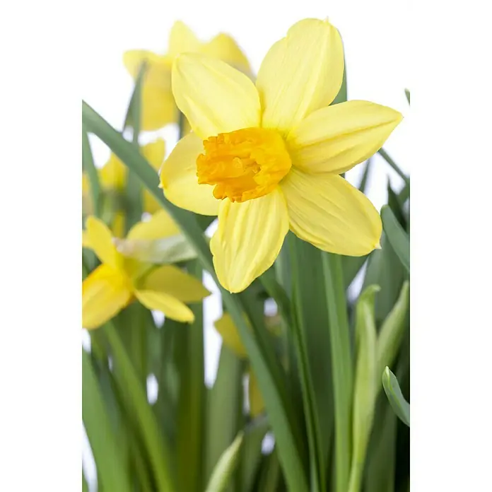 Piardino Frühlingsblumenzwiebeln 'Jet Fire' - Narcissus cyclamineus 'Jetfire' - Detailaufnahme