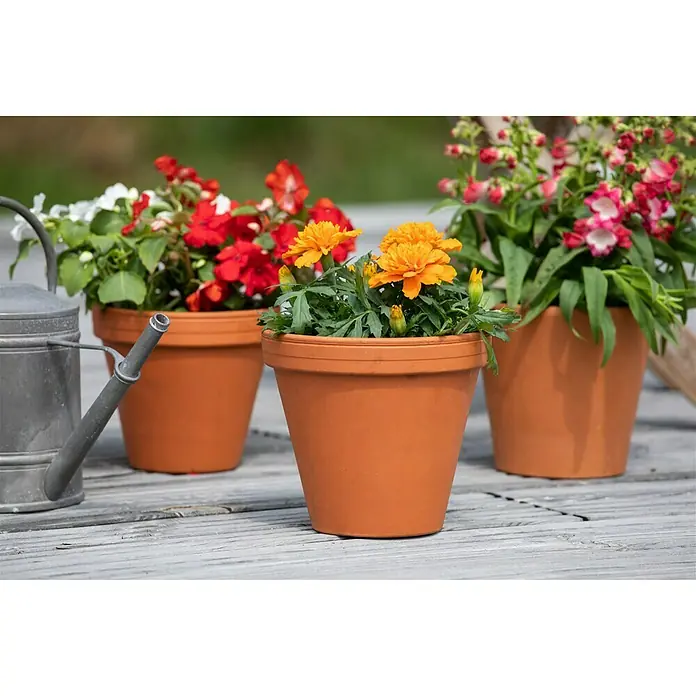 Piardino Staude Niedrige Studentenblume - Tagetes patula, Topfgröße: 13 cm, Blütenfarbe: Sortenabhängig - Stimmungsaufnahme