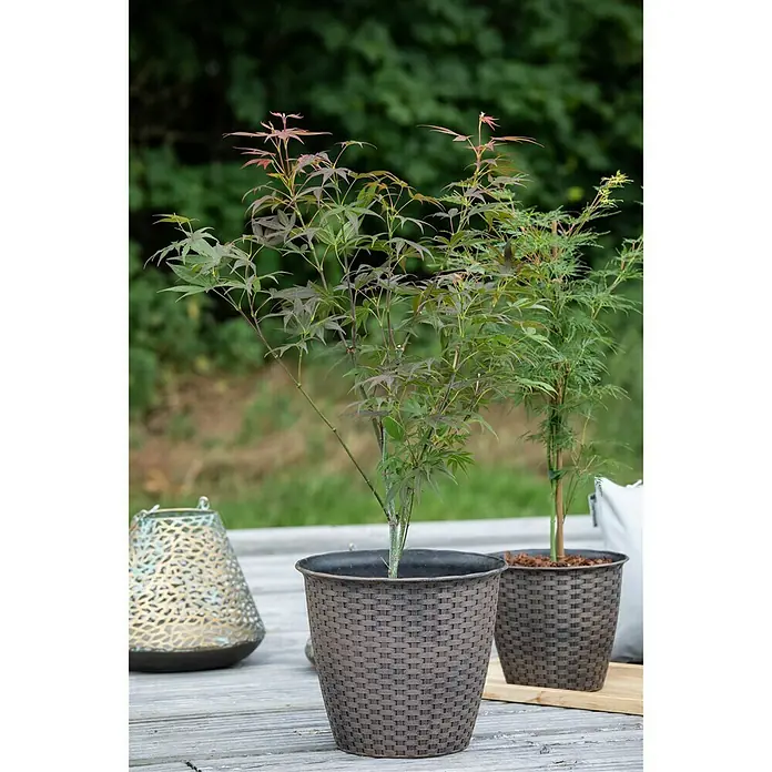 Piardino Arce japonés - Acer palmatum 'Atropurpureum' - Foto ambiente