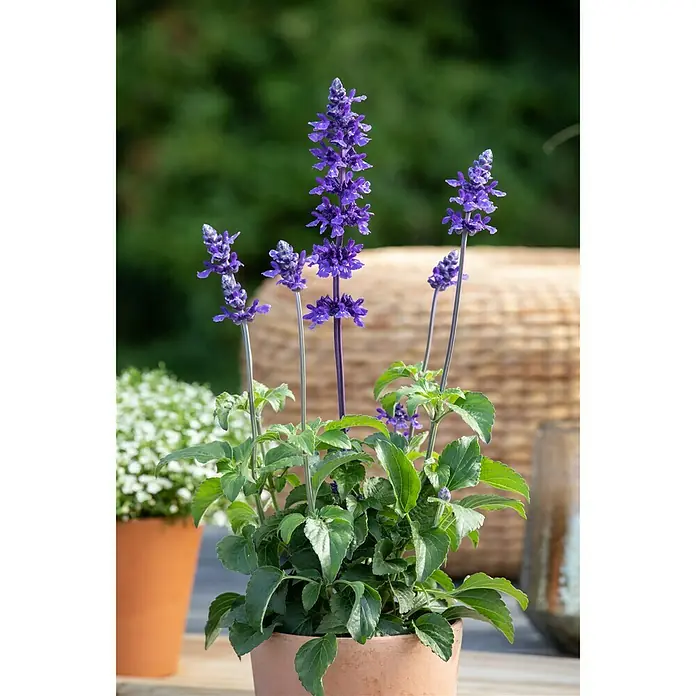Piardino Mehliger Salbei - Salvia farinacea, Topfgröße: 12 cm, Blau, Violett - Stimmungsaufnahme