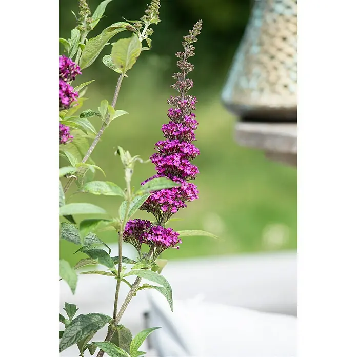 Piardino Sommerflieder - Buddleja davidi 'Summer Kids', Artenabhängig - Stimmungsaufnahme