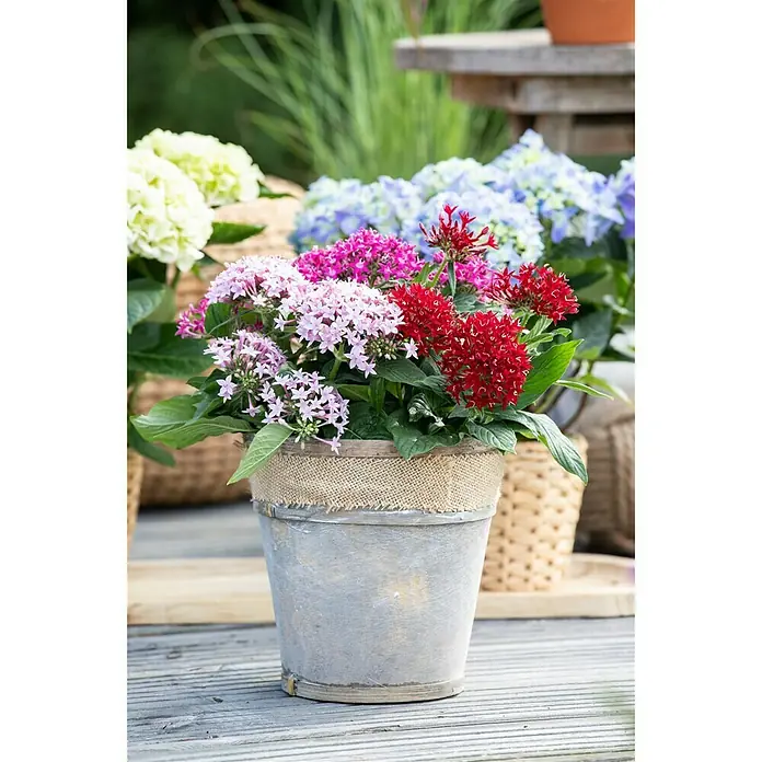Piardino Pentas lanceolata - Pentas lanceolata 'Trio', Volumen de la maceta: 15 l - Foto ambiente