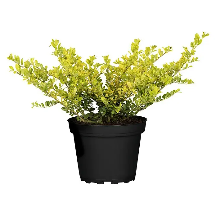 Piardino Bergilex - Ilex crenata Golden Gem, Topfgröße: 17 cm - Vorderansicht