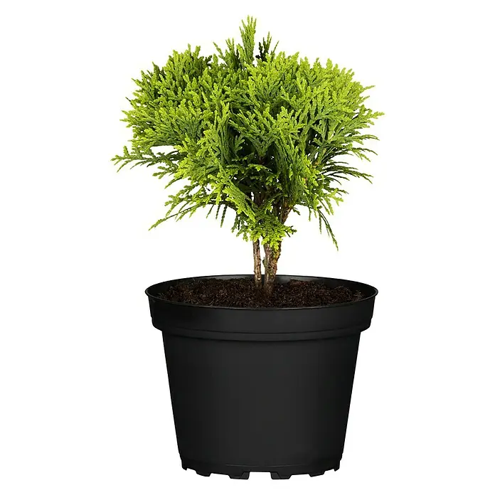 Piardino Koniferen-Mix Aufrecht - Coniferales Hybride, Topfgröße: 13 cm - Vorderansicht