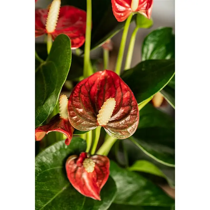 Piardino Flamingoblume - Topfgröße: 17 cm, Dunkelrot - Detailaufnahme