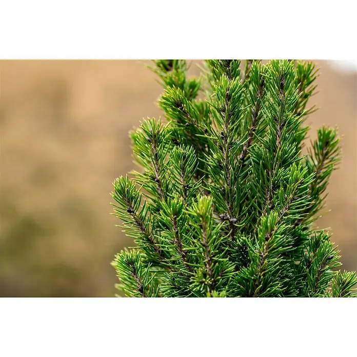Piardino Zuckerhut-Fichte - Picea glauca Conica, Topfgröße: 19 cm - Detailaufnahme