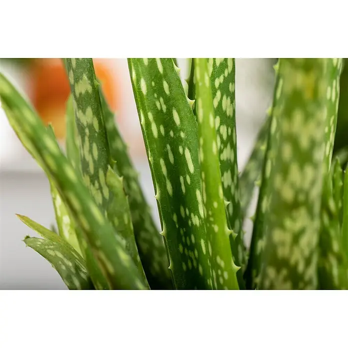 Piardino Aloe vera - Aloe Vera, Topfgröße: 12 cm - Detailaufnahme
