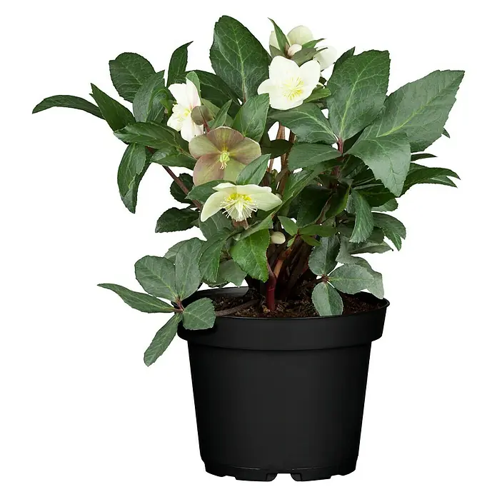 Piardino Christrose - Helleborus niger, Topfgröße: 19 cm, Sortenabhängig - Vorderansicht