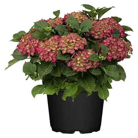 Piardino  Bauernhortensie