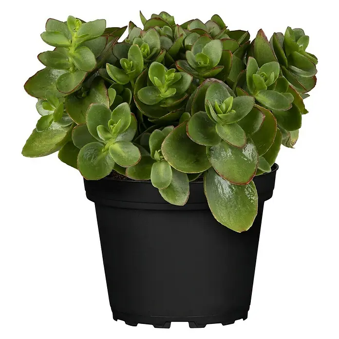 Piardino Garten-Fettblatt - Sedum ewersii, Rosa - Vorderansicht