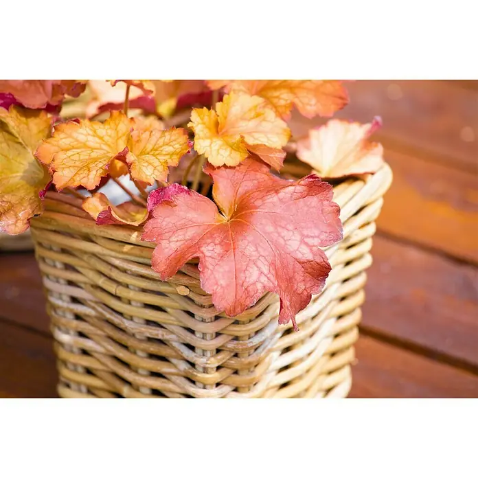 Piardino Purpurglöckchen - Heuchera Hybride, Topfgröße: 13 cm, Rot - Stimmungsaufnahme