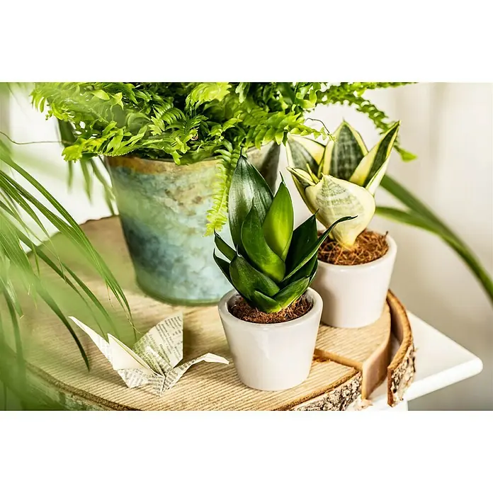 Piardino Bogenhanf Minis - Sansevieria, Topfgröße: 7 cm, Gelb-Grün - Stimmungsaufnahme