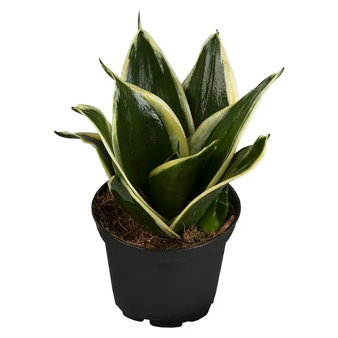 Piardino Bogenhanf Minis - Sansevieria, Topfgröße: 7 cm, Gelb-Grün - Vorderansicht