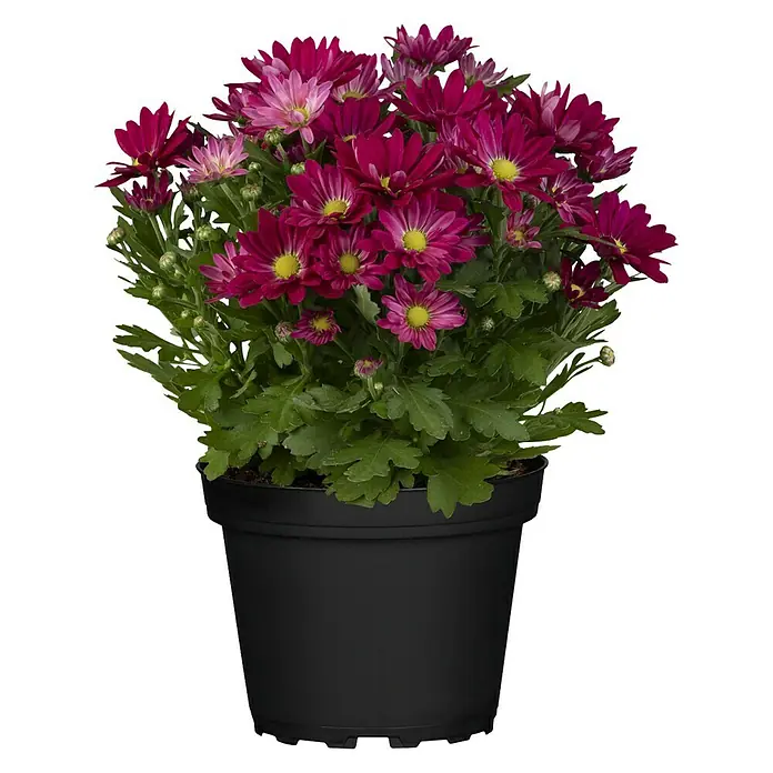 Piardino Herbst-Chrysantheme Swifty - Dendranthema indicum Swifty, Topfgröße: 12 cm, Sortenabhängig, Rot - Vorderansicht