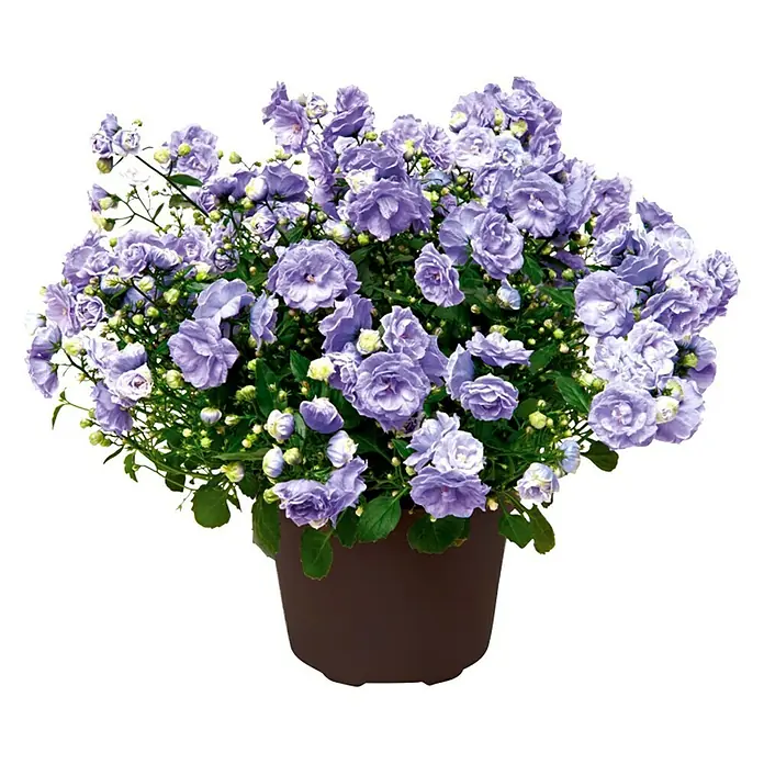 Piardino Campanilla - Campanula haylodgensis Blue Wonder, Tamaño de maceta: 11 cm, Azul - Vista frontal