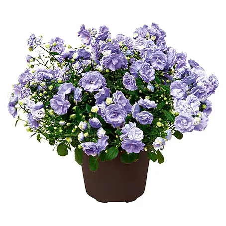 Piardino  Campanilla
