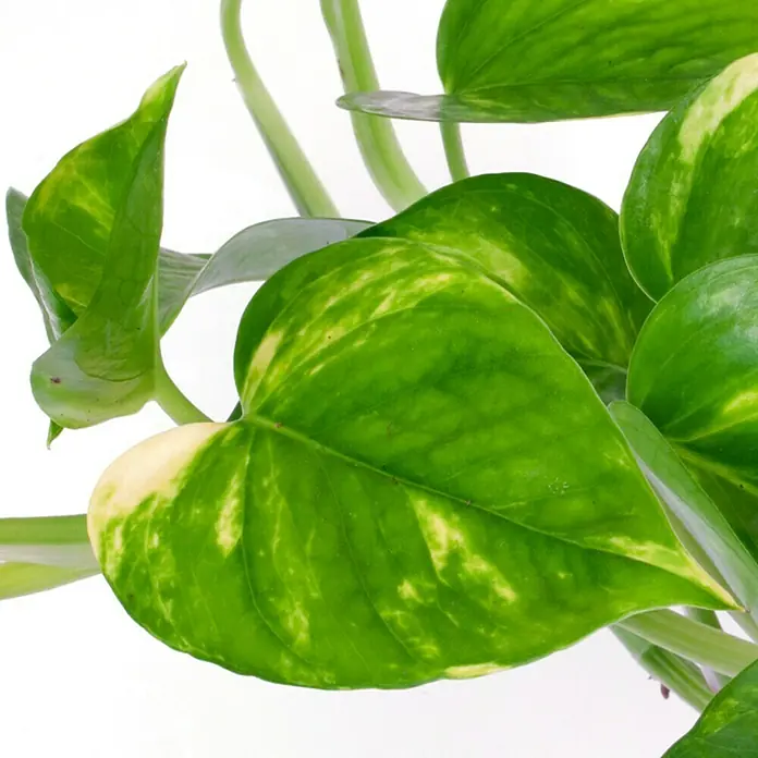 Piardino Poto - Epipremnum aureum, Tamaño de maceta: 12 cm, Amarillo/Verde