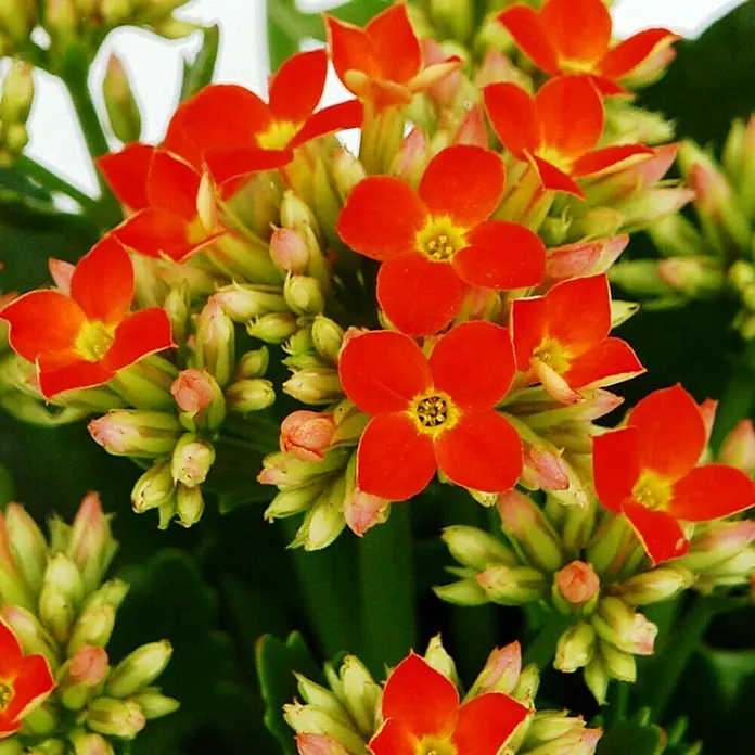 Piardino Flammendes Käthchen - Kalanchoe blossfeldiana, Topfgröße: 10,5 cm, Orange - Detailaufnahme
