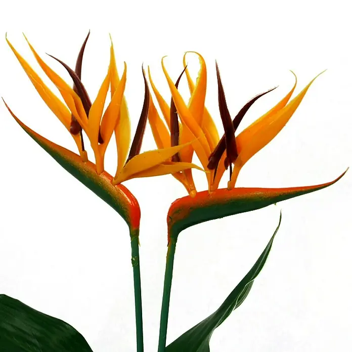 Piardino Königs-Strelitzie mit Seidenblüte - Strelitzia reginae, Topfgröße: 12 cm, Orange
