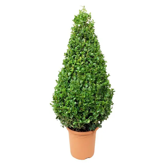 Piardino Buchsbaum - Buxus sempervirens, Topfvolumen: 3 l - Vorderansicht