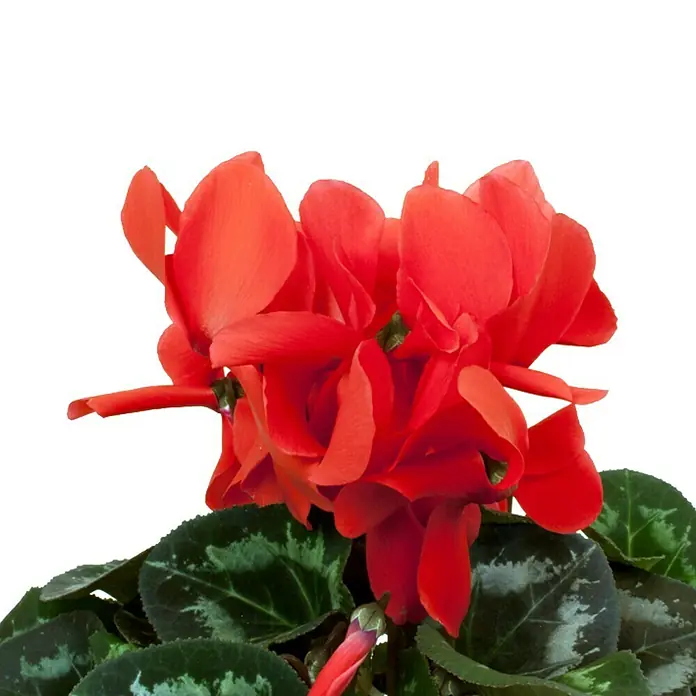 Piardino Zimmer-Alpenveilchen - Cyclamen persicum, Topfgröße: 13 cm, Rot - Detailaufnahme