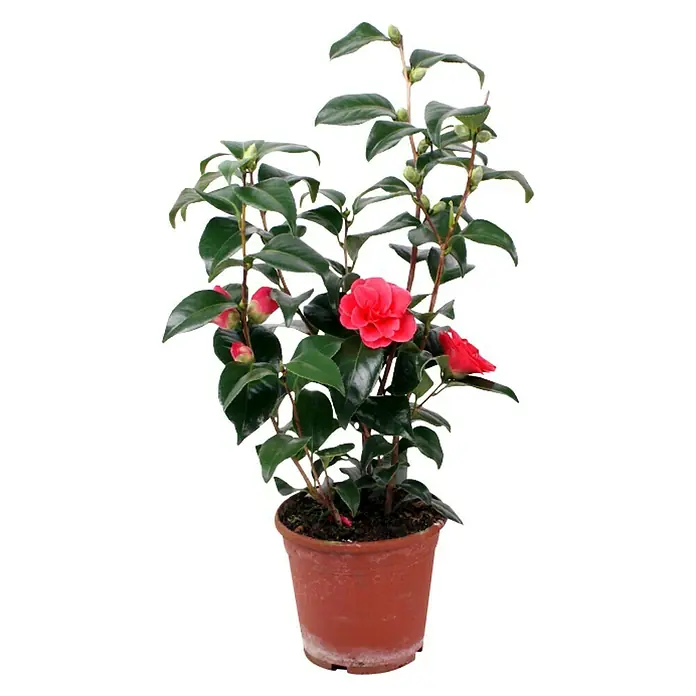 Piardino Japanische Kamelie - Camellia japonica, Topfgröße: 13 cm, Blütenfarbe: Sortenabhängig - Vorderansicht