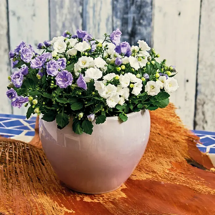 Piardino Glockenblume - Campanula haylodgensis Bicolor, Topfgröße: 11 cm, Zweifarbig - Stimmungsaufnahme