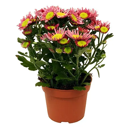 Piardino  Herbst-Chrysantheme