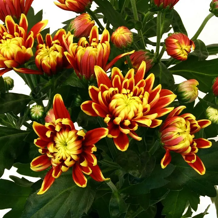 Piardino Herbst-Chrysantheme - Dendranthema Hybride Dragon, Topfgröße: 12 cm, Gelb - Detailaufnahme