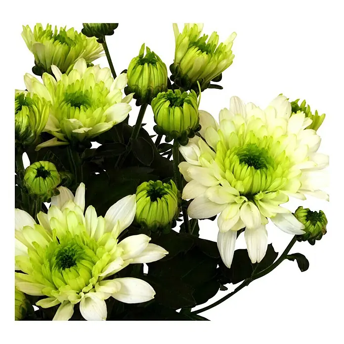 Piardino Herbst-Chrysantheme - Dendranthema Hybride Emerald, Topfgröße: 12 cm, Grün/Gelb - Detailaufnahme