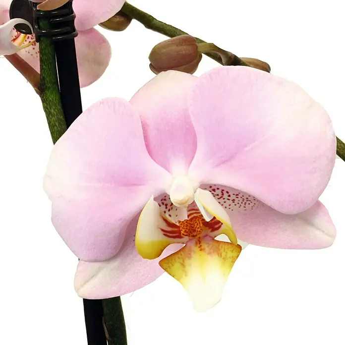 Piardino Orquídea mariposa - Phalaenopsis Hybride, Tamaño de maceta: 12 cm, Rosa, Número de brotes: 2 ud., En posición vertical - Primer plano
