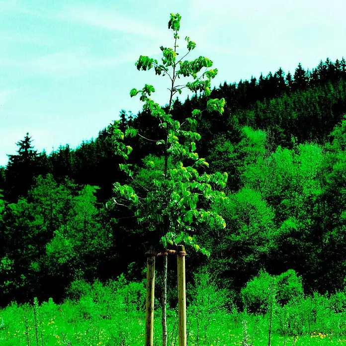 Potporanj za stablo - 80 mm x 150 cm, Bor - Proizvod u upotrebi