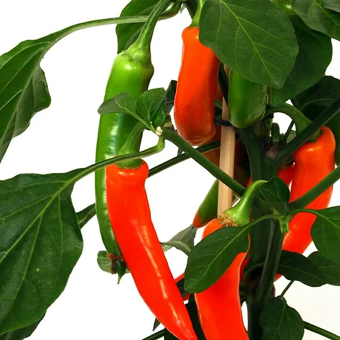 Piardino Peperoni - Capsicum peperomia, 14 cm - Detailaufnahme