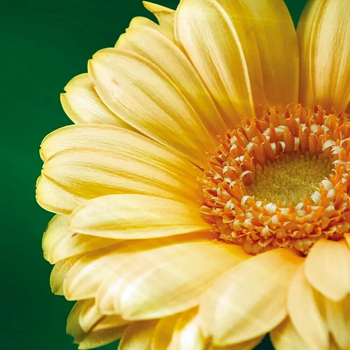 Piardino Gerbera - Gerbera jamesonii, Topfgröße: 12 cm, Blütenfarbe: Sortenabhängig - Detailaufnahme