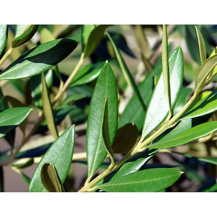Piardino Olivenbaum - Olea europaea, Topfgröße: 24 cm - Detailaufnahme