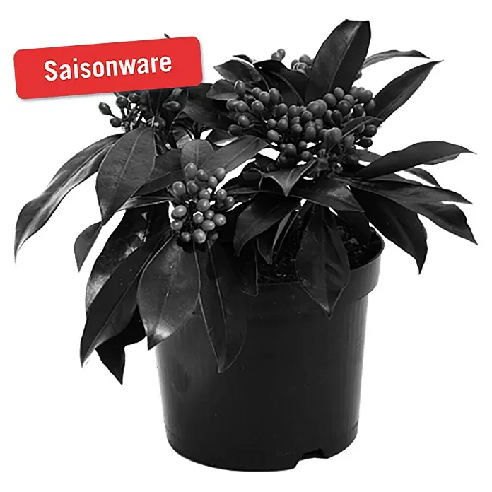 Piardino Chinesische Skimmie - Skimmia reevesiana, Topfgröße: 15 cm, Rosa - Vorderansicht