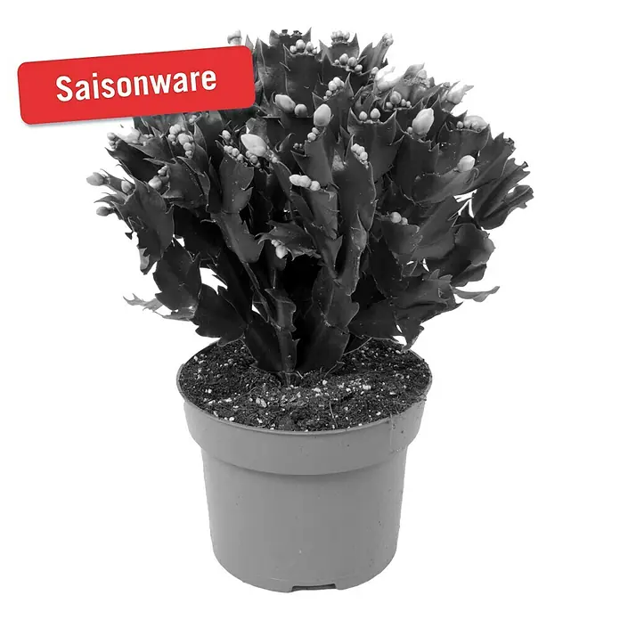 Piardino Weihnachtskaktus - Schlumbergera bridgesii, Topfgröße: 12 cm, Weiß - Vorderansicht