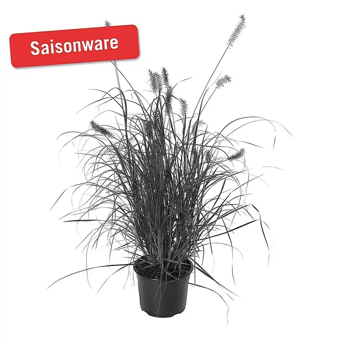 Piardino Federborstengras - Pennisetum compressum Hameln, Topfvolumen: 4 l, Grün