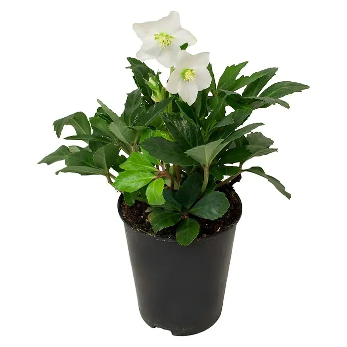 Piardino Christrose - Helleborus niger, Topfgröße: 13 cm, Weiß - Vorderansicht