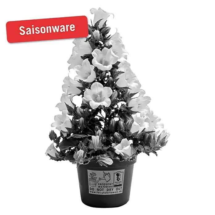 Piardino Makedonische Glockenblume - Campanula portenschlagiana Mary Me we, Topfgröße: 12 cm, Weiß - Vorderansicht