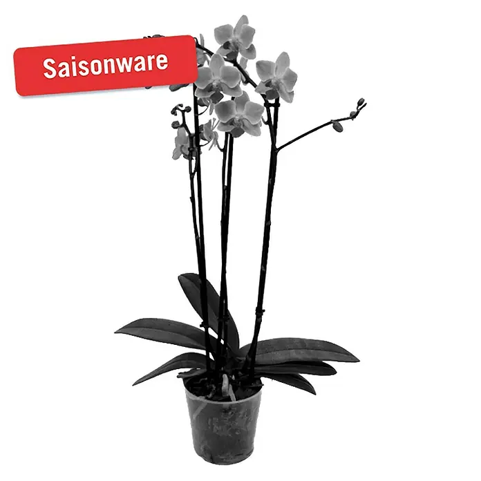 Piardino Schmetterlingsorchidee - Phalaenopsis Hybride Multiflora, Topfgröße: 12 cm, Anzahl Triebe: 3 Stk., Aufrecht, Sortenabhängig - Vorderansicht