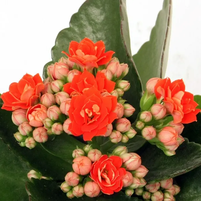 Piardino Flammendes Käthchen Mini - Kalanchoe blossfeldiana, Topfgröße: 7 cm, Rot - Detailaufnahme