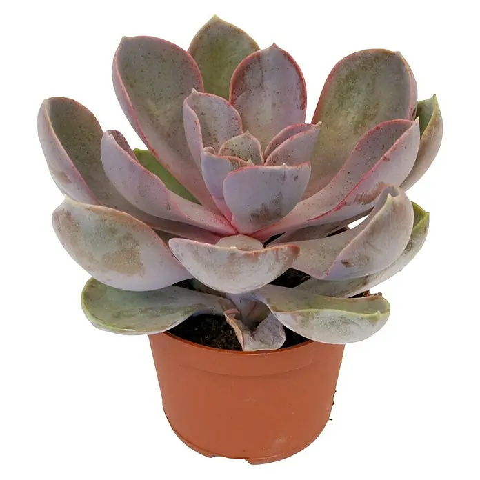 Piardino Rosa de alabastro - Echeveria, Tamaño de maceta: 5,5 cm, Según variedad - Vista frontal