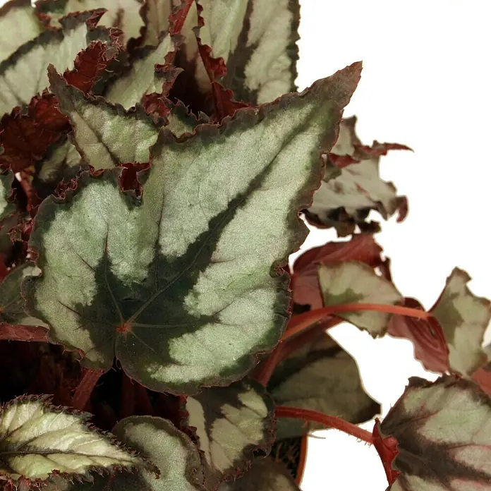 Piardino Blattbegonie - Begonia Rex, Topfgröße: 13 cm, Grün/Mehrfarbig gemustert - Detailaufnahme